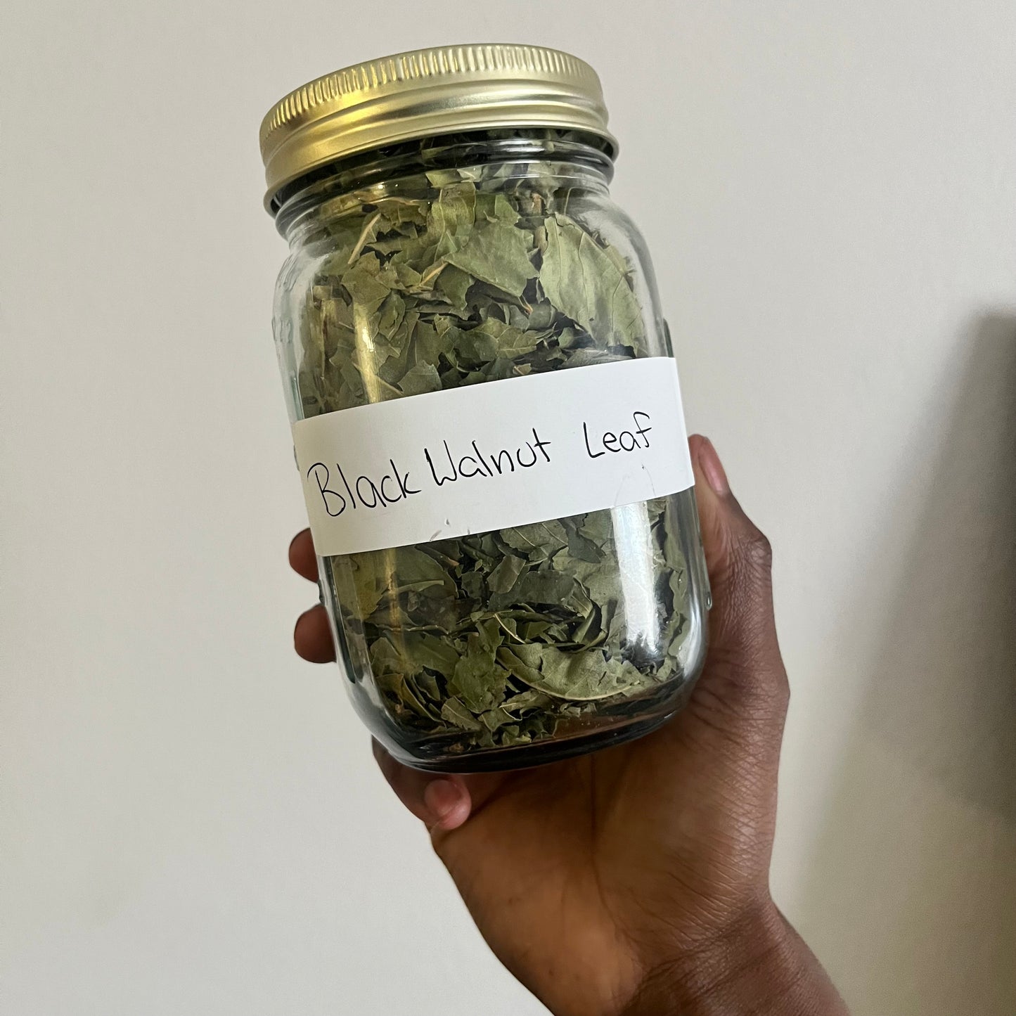 Black Walnut Leaf | bulk herb